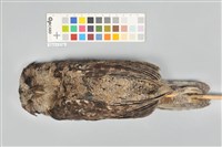 藏品(領角鴞)的圖片